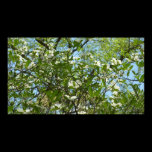 Branches of Dogwood Blossoms Poster Print