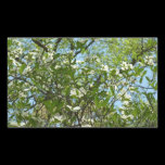 Branches of Dogwood Blossoms Sticker