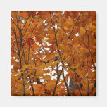 Branches of Maple Leaves Magnet