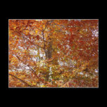 Branches of Orange Leaves Postcard