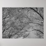 Branches Print