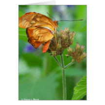 Brand new hatched butterfly baby, orange wings card