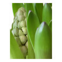 Brand New Hyacinth posters