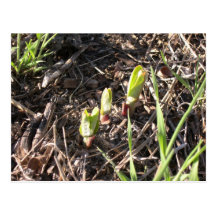 Brand-new milkweed plants postcard