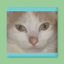 Brandis- beige n white kitty magnets