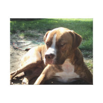 Brando/APBT / mix Stretched Canvas Prints