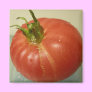 Brandywine Tomato Magnet