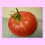 Brandywine Tomato