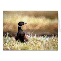 Brant Cards