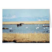 Brant flying over Tutakolee Lake Card