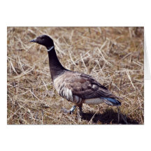 Brant Greeting Cards