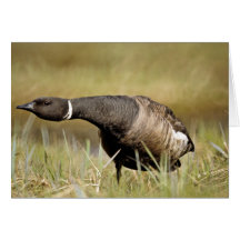 Brant in defensive position card