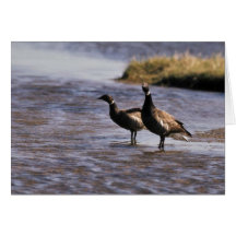 Brant Pair Greeting Card