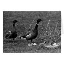 Brant protecting goslings card