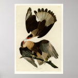Brasilian Caracara Eagle Posters