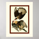Brasilian Caracara Eagle posters