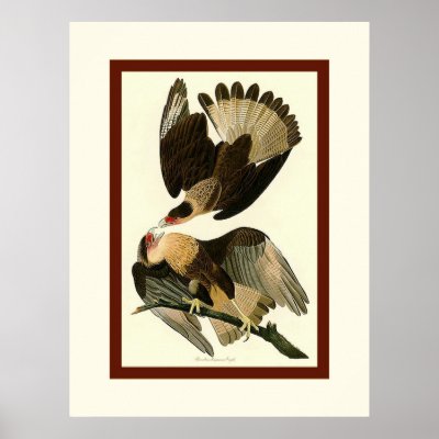 Brasilian Caracara Eagle Posters by VintageFactory