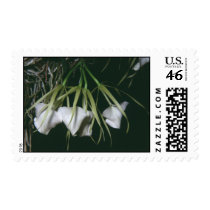 Brassavola nodosa stamps