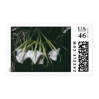 Brassavola nodosa stamps by Glaucidium