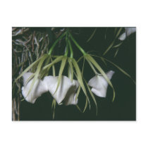 Brassavola nodosa postcard