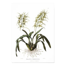 Verrucosa de Brassia par Mlle Drake posters by Botany_Boy Verrucosa de Brassia par Mlle Drake posters