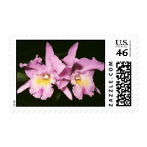 Brassocatleya hybrid stamps