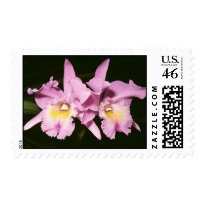Brassocatleya hybrid stamps by Glaucidium
