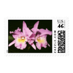 Brassocatleya hybrid postage