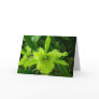 Brassocattleya hybrid cards