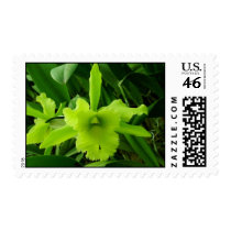Brassocattleya hybrid postage stamp