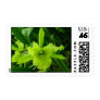 Brassocattleya hybrid postage stamp
