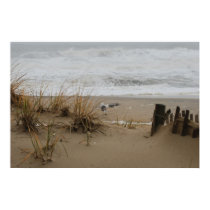 Brave Seagull posters