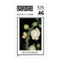 brazil nut tree flower postage