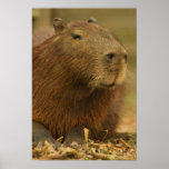 Brazil, Pantanal, Matto Grosso. Capybara posters