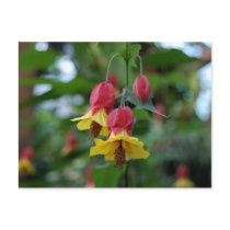 Brazilian Bell-Flower Postcard