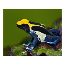 Brazilian Cobalt Dart Frog, Dendrobates Print