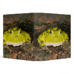 Brazilian Horn Frog, Ceratophrys cornuta, 2 3 Ring Binders