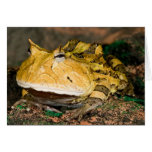 Brazilian Horn Frog, Ceratophrys cornuta, 3 Greeting Card