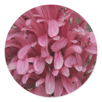 Brazilian plume flower sticker by Lisachromis Brazilian plume flower sticker