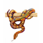 Brazilian Rainbow Boa