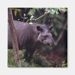 Brazilian Tapir (Tapirus terrestris) Refrigerator Magnets