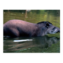 Brazilian Tapir (Tapirus terrestris) postcards