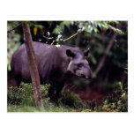 Brazilian Tapir (Tapirus terrestris) Postcard