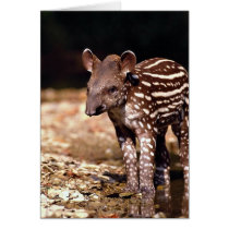 Brazilian Tapir, young calf beside river Card