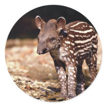 Brazilian Tapir, young calf beside river Round Stickers