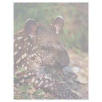 Brazilian tapir, young calf custom letterhead