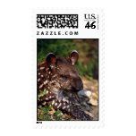 Brazilian tapir, young calf postage stamps