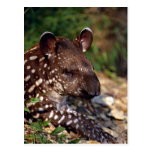 Brazilian tapir, young calf postcards