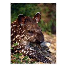 Brazilian tapir, young calf postcards