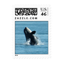 Breachign Baby Orca Stamps